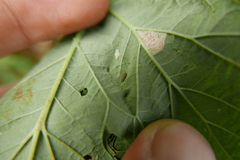 Rhyzobius chrysomeloides