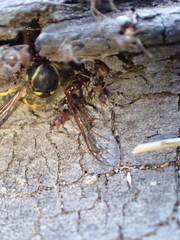 Liometopum occidentale