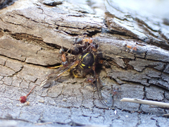 Liometopum occidentale