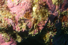 Notoclinops segmentatus