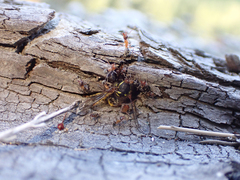 Liometopum occidentale