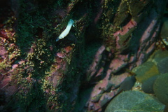 Goniobranchus aureomarginatus image