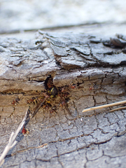 Liometopum occidentale