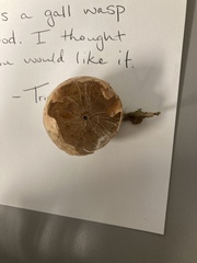 Amphibolips quercusinanis