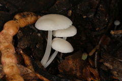 Lactocollybia