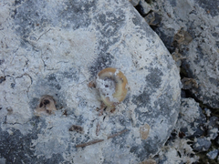 Planorbella trivolvis