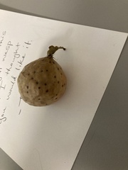 Amphibolips quercusinanis