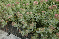 Erysiphaceae