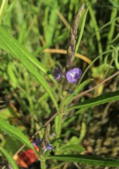 Stachytarpheta jamaicensis