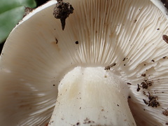 Tricholoma columbetta