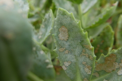 Erysiphaceae
