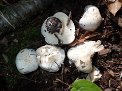 Tricholoma columbetta