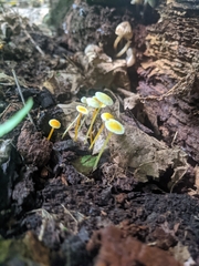Mycena epipterygia