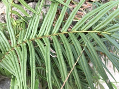 Pteris longifolia