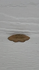 Geometridae