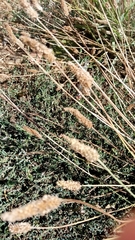 Phalaris aquatica