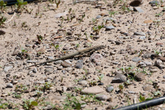 Aspidoscelis marmoratus