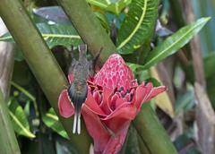 Phaethornis longirostris