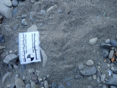 Didelphis virginiana