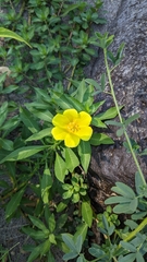 Ludwigia hexapetala