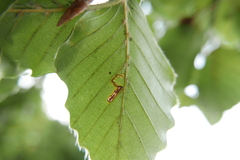 Stigmella tityrella