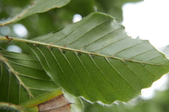 Phyllocoptes depressus