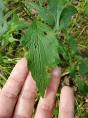 Solidago