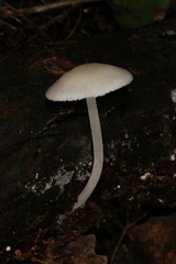 Lactocollybia