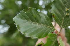 Phyllocoptes depressus