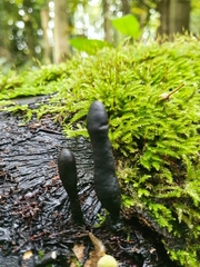 Xylaria longipes