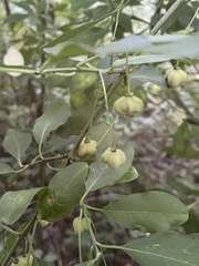 Euonymus hamiltonianus