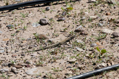 Aspidoscelis marmoratus