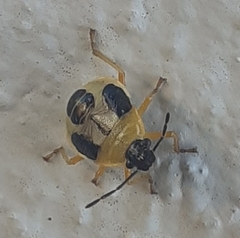 Supputius cincticeps