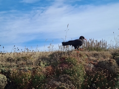 Pyrrhocorax pyrrhocorax