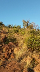 Ancylobothrys capensis