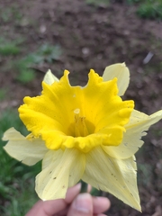 Narcissus pseudonarcissus