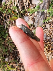 Oedipoda germanica