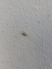 Supputius cincticeps