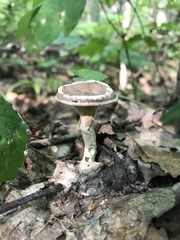 Ampulloclitocybe clavipes