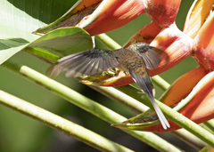 Phaethornis longirostris