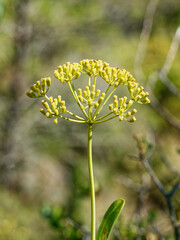 Bupleurum fruticosum