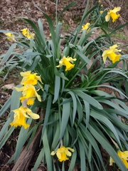 Narcissus pseudonarcissus