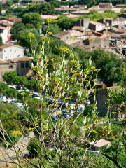 Bupleurum fruticosum