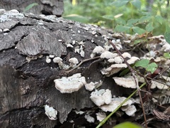 Trichaptum subchartaceum