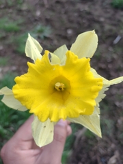 Narcissus pseudonarcissus