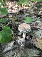 Ampulloclitocybe clavipes