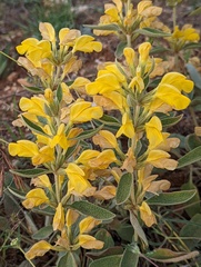 Phlomideae