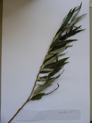 Salix viminalis
