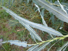 Salix viminalis