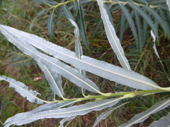 Salix viminalis